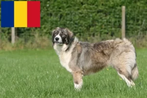 Scopri di più sull'articolo Ciobănesc Românesc Carpatin allevatori e cuccioli in Romania