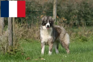 Scopri di più sull'articolo Allevatori di Ciobănesc Românesc Carpatin e cuccioli in Francia