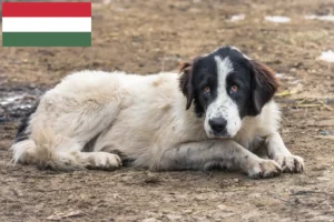 Scopri di più sull'articolo Allevatori di Ciobănesc Românesc de Bucovina e cuccioli in Ungheria