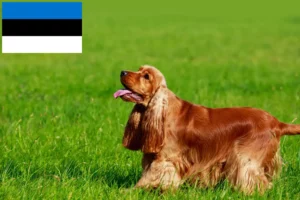 Scopri di più sull'articolo Allevatori di Cocker Spaniel Inglese e cuccioli in Estonia