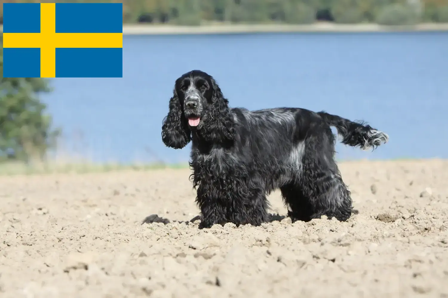 Scopri di più sull'articolo Allevatori di Cocker Spaniel Inglese e cuccioli in Svezia