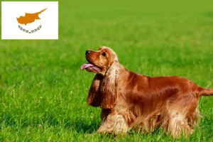Scopri di più sull'articolo Allevatori di Cocker Spaniel Inglese e cuccioli a Cipro