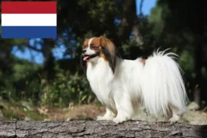 Scopri di più sull'articolo Allevatore di Spaniel Nani Continentali e cuccioli nei Paesi Bassi