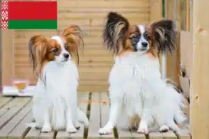 Scopri di più sull'articolo Allevatore di Spaniel Nani Continentali e cuccioli in Bielorussia