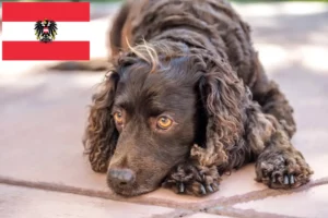 Scopri di più sull'articolo Allevatori di American Water Spaniel e cuccioli in Austria