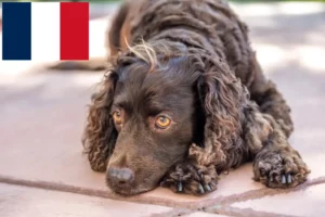 Scopri di più sull'articolo Allevatori di American Water Spaniel e cuccioli in Francia