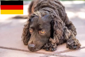 Scopri di più sull'articolo Allevatori di American Water Spaniel e cuccioli in Germania