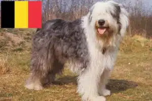 Scopri di più sull'articolo Allevatori di Bobtail e cuccioli in Belgio