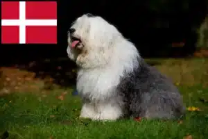 Scopri di più sull'articolo Allevatori di Bobtail e cuccioli in Danimarca