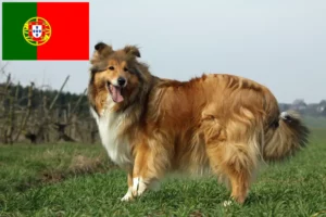 Scopri di più sull'articolo Allevatori di Collie e cuccioli in Portogallo