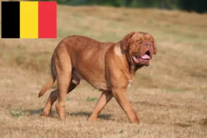 Scopri di più sull'articolo Allevatori di Dogue de Bordeaux e cuccioli in Belgio