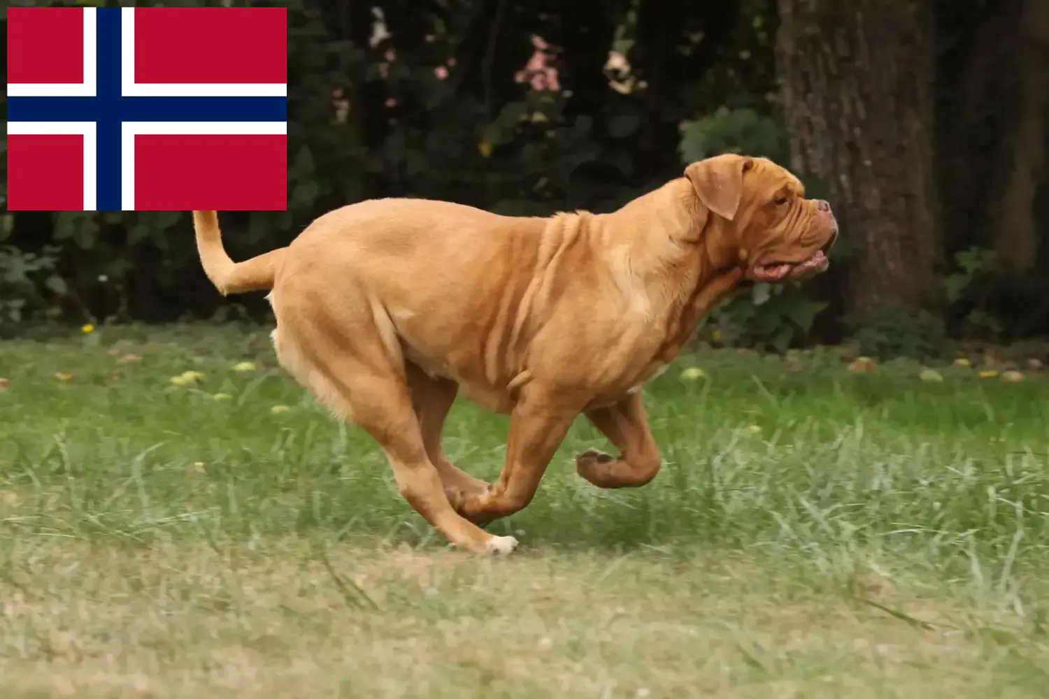 Cuccioli di Dogue de Bordeaux e allevatori Norvegia Qui potete trovare gli allevatori di Dogue de Bordeaux in Norvegia.