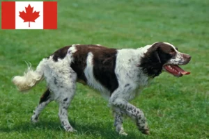 Scopri di più sull'articolo Allevatori di Épagneul français e cuccioli in Canada