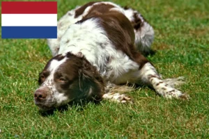 Scopri di più sull'articolo Allevatori di Épagneul français e cuccioli in Olanda