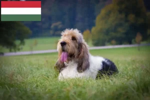 Scopri di più sull'articolo Allevatori di Grand Basset Griffon Vendéen e cuccioli in Ungheria