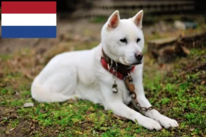Scopri di più sull'articolo Allevatori di Kishu e cuccioli in Olanda