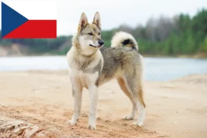 Scopri di più sull'articolo Allevatori di Laika e cuccioli in Repubblica Ceca