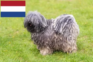 Scopri di più sull'articolo Allevatori di Puli e cuccioli in Olanda