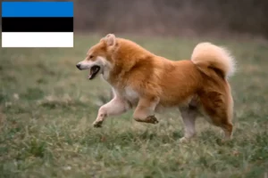 Scopri di più sull'articolo Allevatori di Eurasier e cuccioli in Estonia