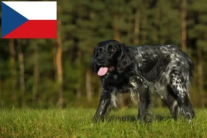 Scopri di più sull'articolo Grande allevatore di Münsterländer e cuccioli in Repubblica Ceca