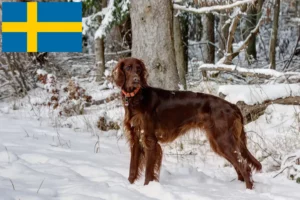 Scopri di più sull'articolo Allevatori e cuccioli di Setter Rosso Irlandese in Svezia