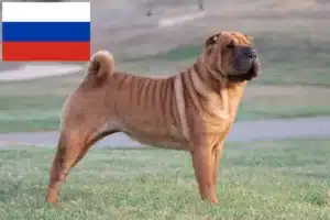Scopri di più sull'articolo Allevatori di Shar-Pei e cuccioli in Russia