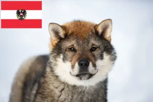 Scopri di più sull'articolo Allevatori di Shikoku e cuccioli in Austria