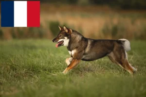 Scopri di più sull'articolo Allevatori di Shikoku e cuccioli in Francia