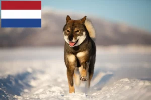 Scopri di più sull'articolo Allevatori di Shikoku e cuccioli nei Paesi Bassi