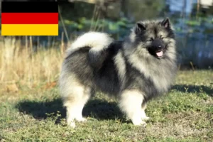Scopri di più sull'articolo Allevatori di Spitz e cuccioli in Germania