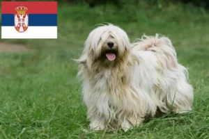 Scopri di più sull'articolo Allevatori di Tibetan Terrier e cuccioli in Serbia