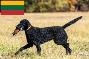 Scopri di più sull'articolo Allevatori e cuccioli di Curly Coated Retriever in Lituania