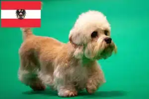 Scopri di più sull'articolo Allevatori di Dandie Dinmont Terrier e cuccioli in Austria