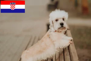Scopri di più sull'articolo Allevatori di Dandie Dinmont Terrier e cuccioli in Croazia