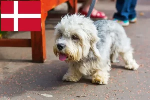 Scopri di più sull'articolo Allevatori di Dandie Dinmont Terrier e cuccioli in Danimarca