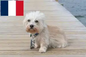 Scopri di più sull'articolo Allevatori di Dandie Dinmont Terrier e cuccioli in Francia