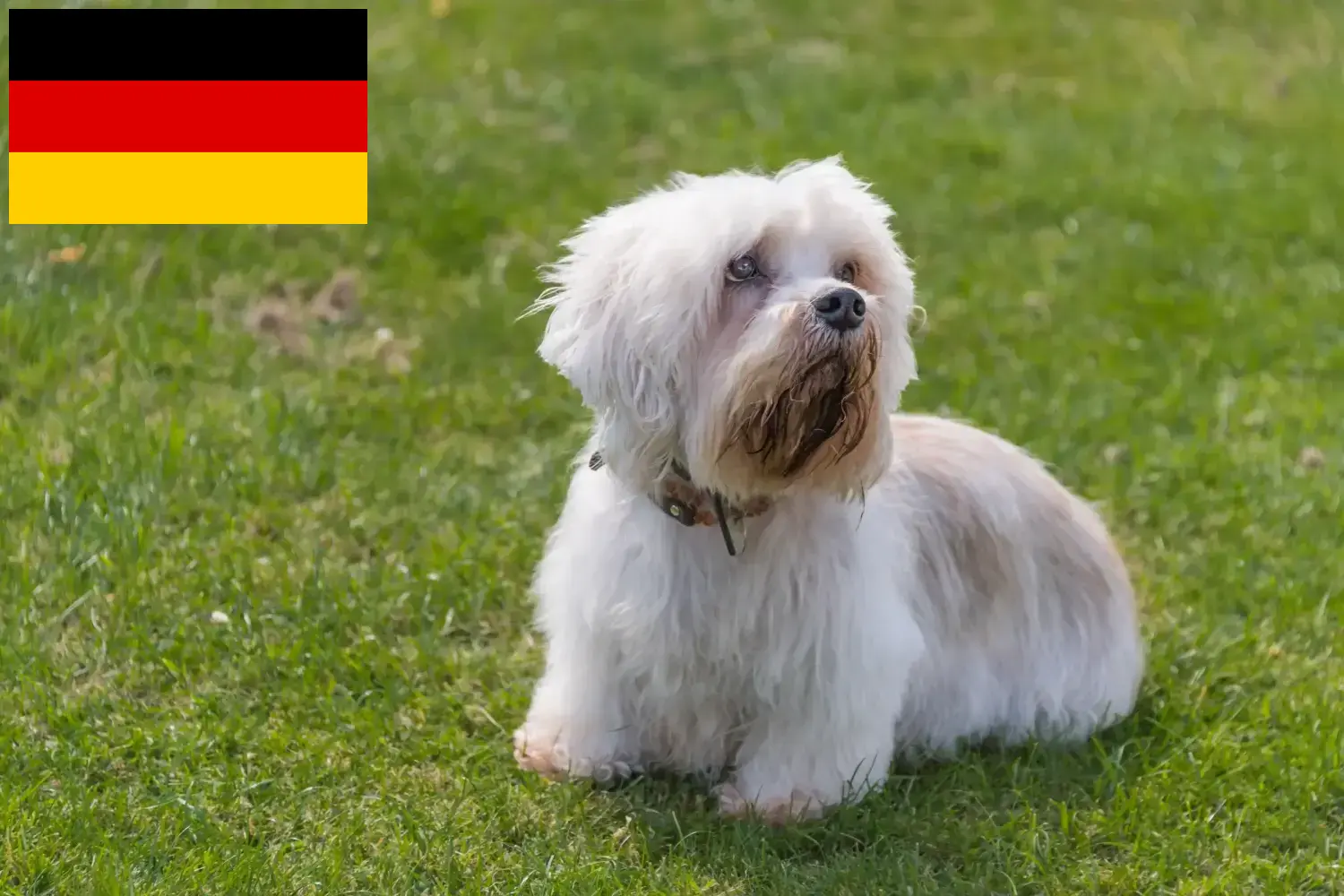 Scopri di più sull'articolo Allevatori e cuccioli di Dandie Dinmont Terrier in Germania