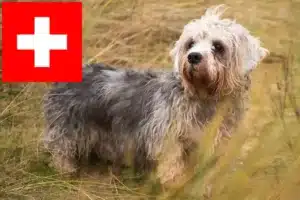 Scopri di più sull'articolo Allevatori di Dandie Dinmont Terrier e cuccioli in Svizzera