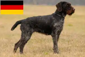 Scopri di più sull'articolo Allevatori di Drahthaar Deutsch e cuccioli in Germania