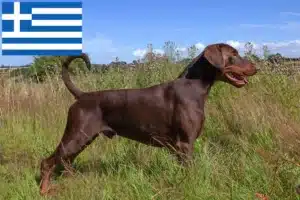 Scopri di più sull'articolo Allevatori di dobermann e cuccioli in Grecia