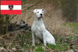 Scopri di più sull'articolo Allevatori di Dogo Argentino e cuccioli in Austria