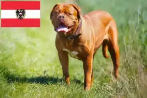 Scopri di più sull'articolo Allevatori di Dogue de Bordeaux e cuccioli in Austria