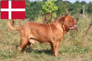 Scopri di più sull'articolo Allevatori di Dogue de Bordeaux e cuccioli in Danimarca