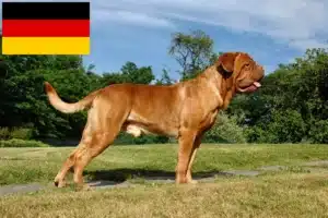 Scopri di più sull'articolo Allevatori di Dogue de Bordeaux e cuccioli in Germania
