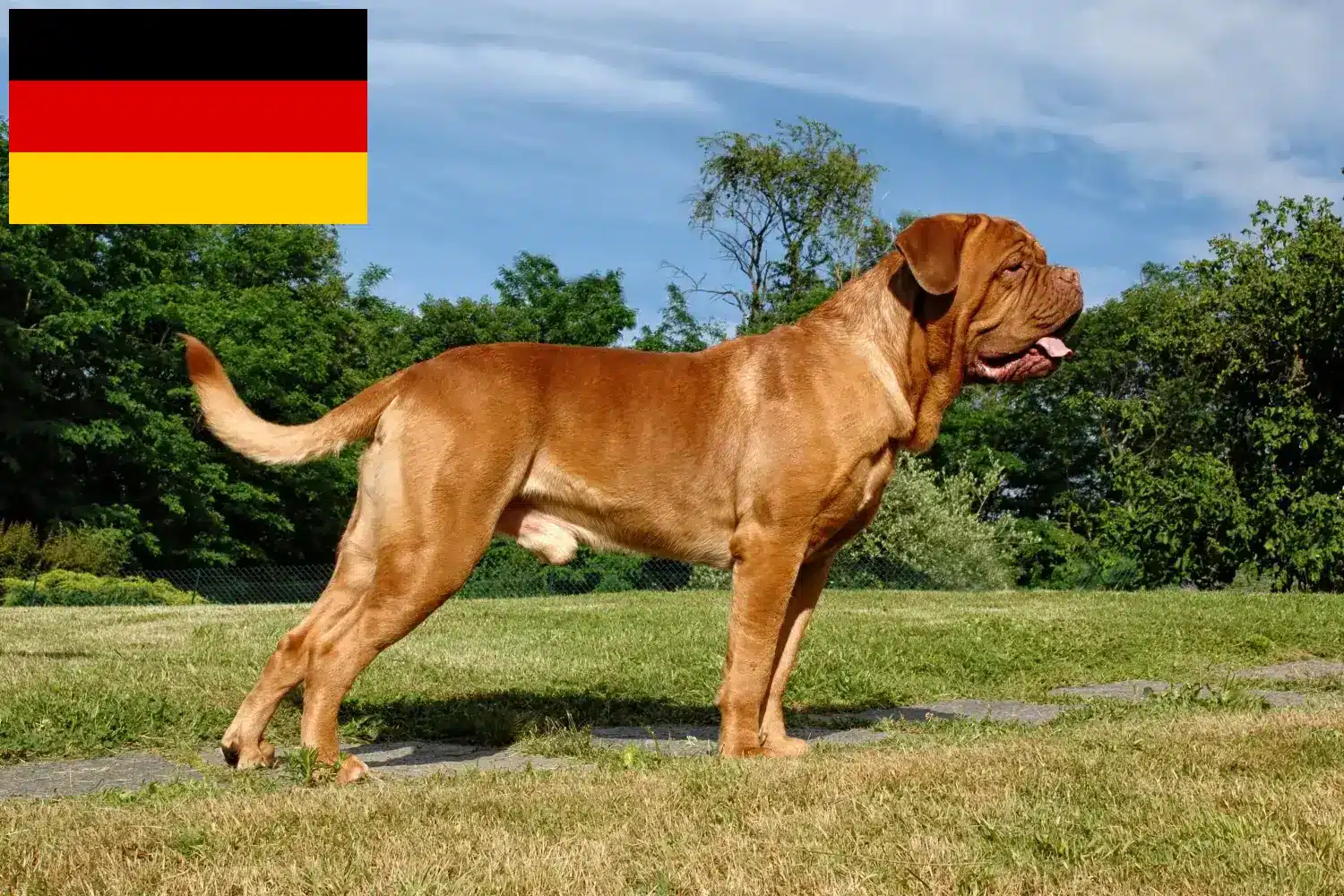 Scopri di più sull'articolo Allevatori di Dogue de Bordeaux e cuccioli in Germania