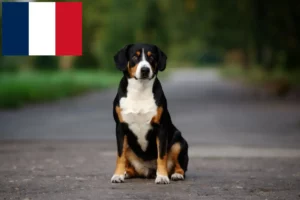 Scopri di più sull'articolo Allevatore di cani da montagna Entlebuch e cuccioli in Francia