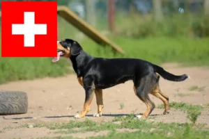 Scopri di più sull'articolo Allevatori di cani da montagna Entlebuch e cuccioli in Svizzera