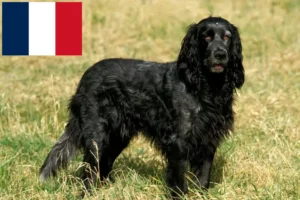 Scopri di più sull'articolo Allevatori e cuccioli di Epagneul Bleu de Picardie in Francia