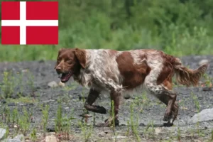 Scopri di più sull'articolo Allevatori di Epagneul Breton e cuccioli in Danimarca