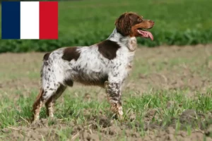 Scopri di più sull'articolo Allevatori di Epagneul Breton e cuccioli in Francia